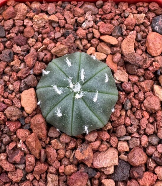 ASTROPHUTUM SP. stādiņš